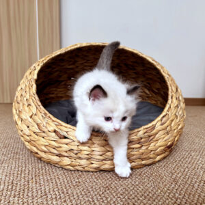Hand Made Breathable Washable Luxury Cat Bed